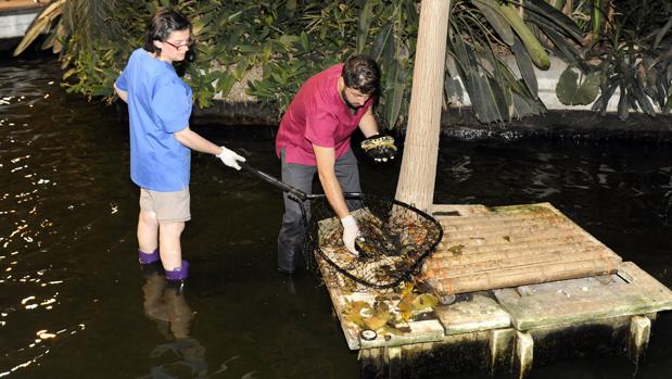 Las 281 tortugas y los 150 peces de la estación de Atocha se mudan a Navas del Rey