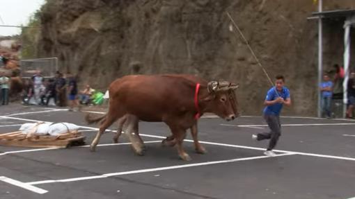 Cinco formas de sobrevivir a la celebración del Día de Canarias