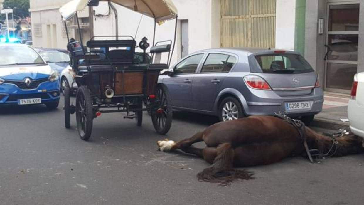 Indignación por la muerte Tristón, el caballo que tiraba de una tartana turística en Las Palmas
