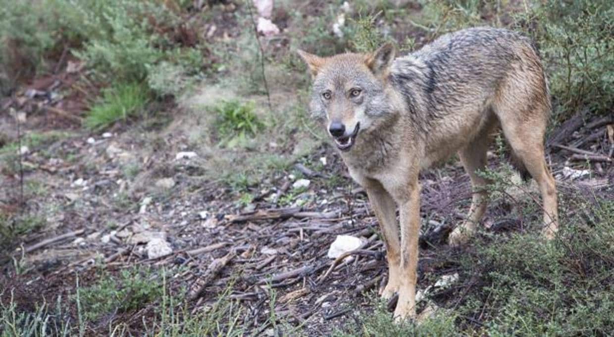 Un lobo en el Centro del Lobo Ibérico en la localidad de Robledo-Puebla de Sanabria (Zamora)
