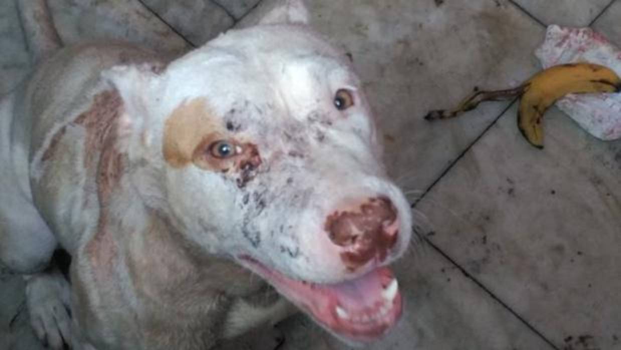Imagwen de uno de los perros rescatados por la Policía Local de Valencia