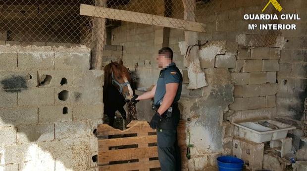 Salvan a una veintena de perros y caballos sin agua ni comida en una operación antidroga con 30 detenidos