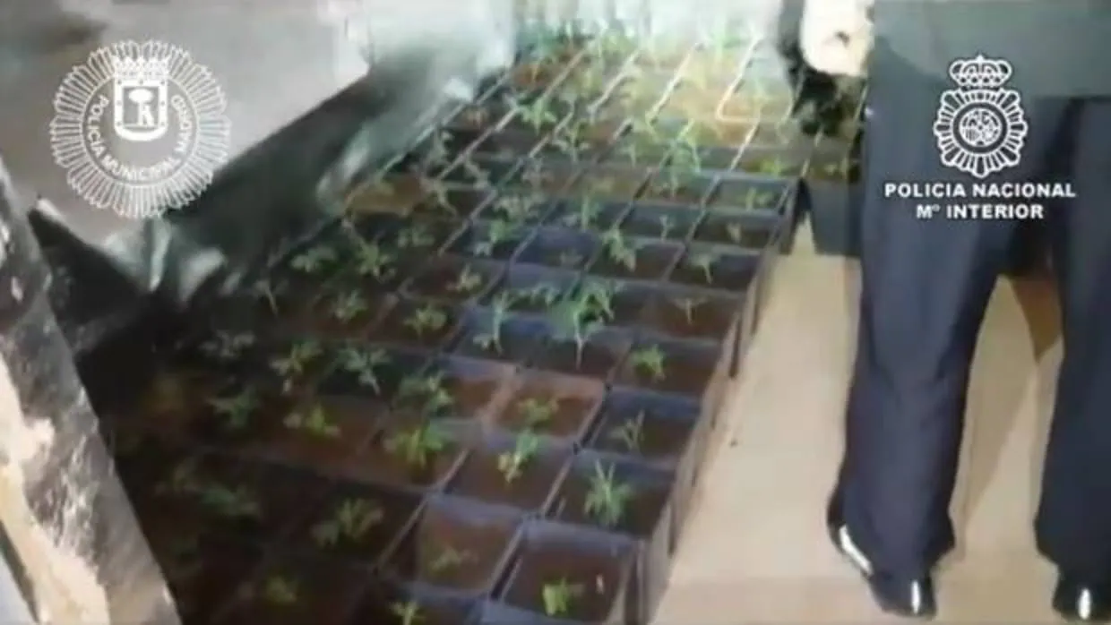 La plantas de marihuana incautadas por la Policía