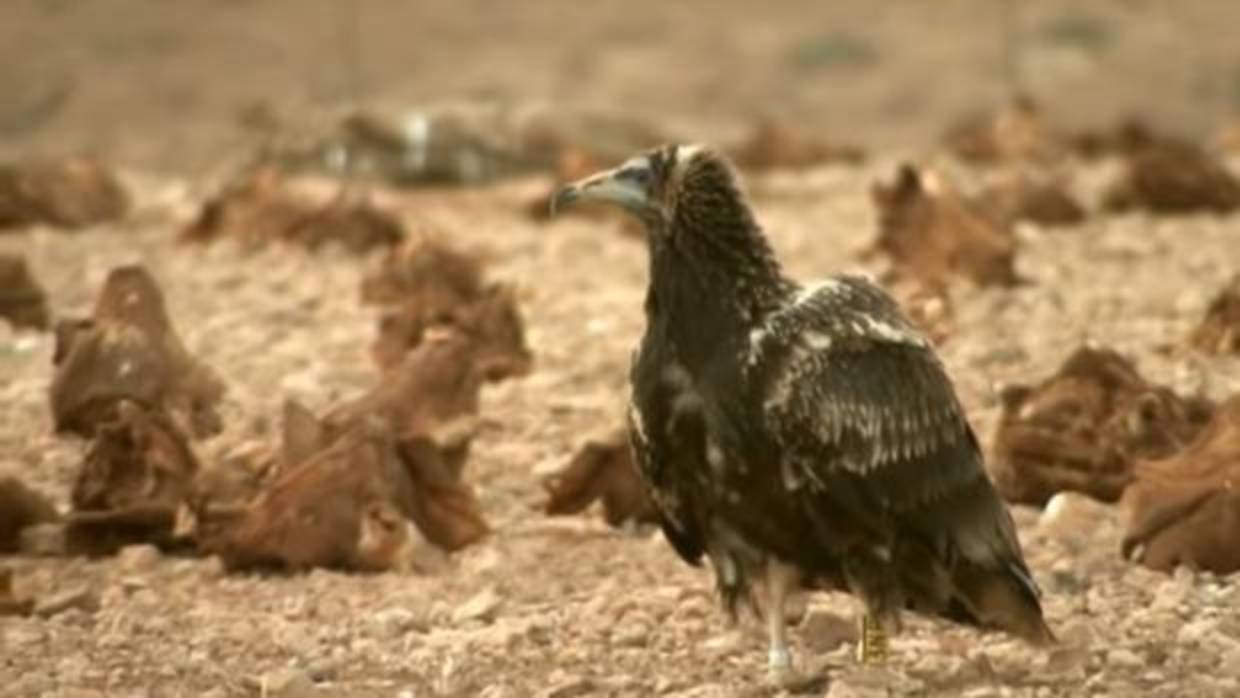 El buitre egipcio que colonizó Canarias tiene cualidades superiores a los de sus semejantes en la Península