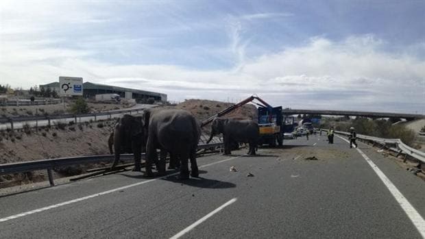 Las elefantas accidentadas en Pozo Cañada vuelven con su circo