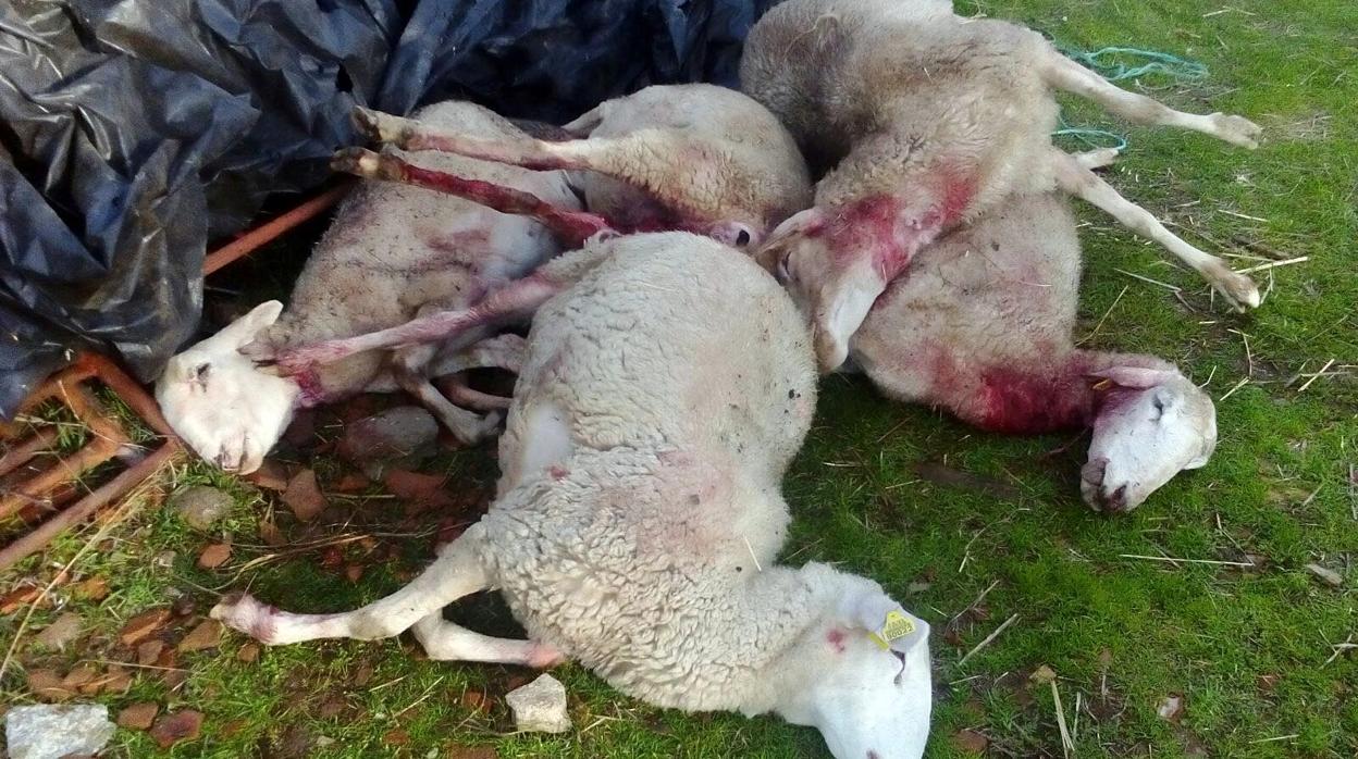 Ovejas muertas tras un ataque de lobos en la provincia de Ávila