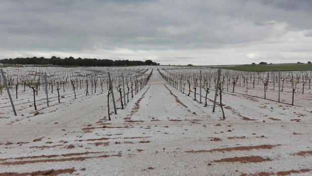 Asaja dibuja un panorama funesto en las cosechas por las tormentas