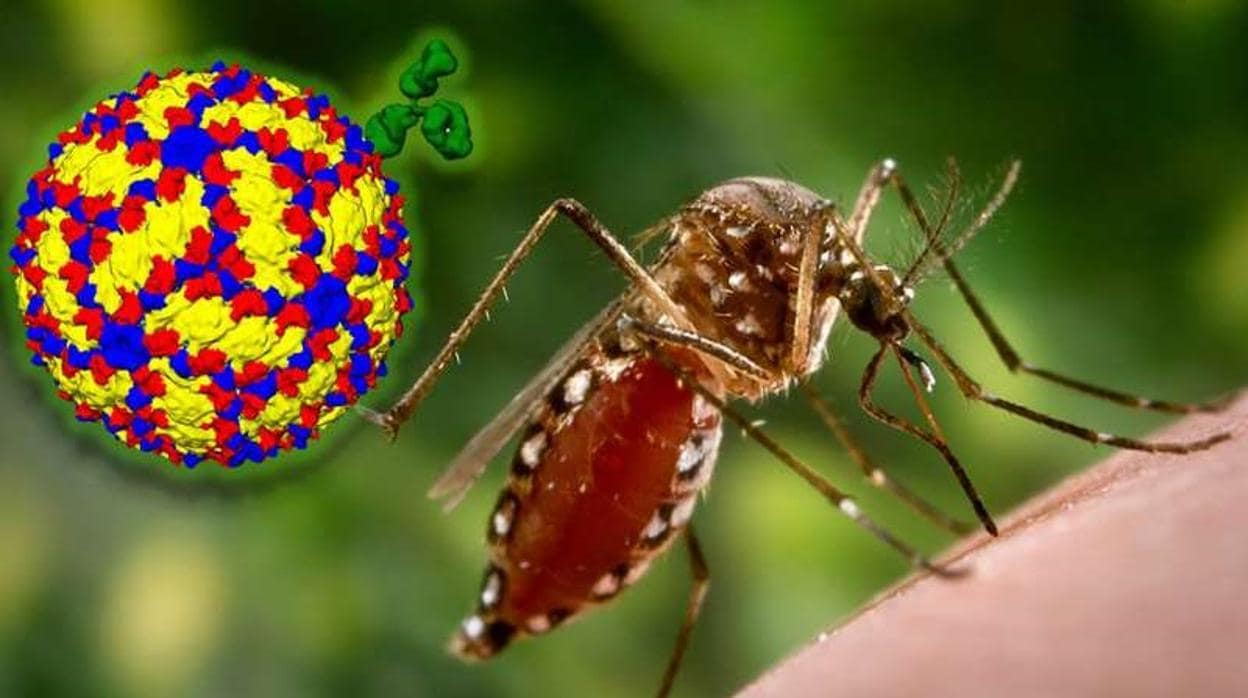 El virus del Dengue y el mosquito transmisor
