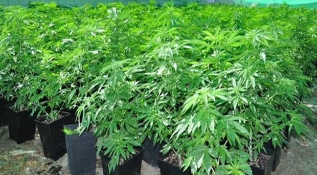 Desarticulado un grupo que exportaba a Europa marihuana que se cultivaba en Toledo