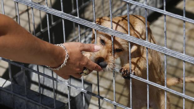 Muere un perro al no poder comer ni beber por llevar un bozal con papeles para que no ladrara