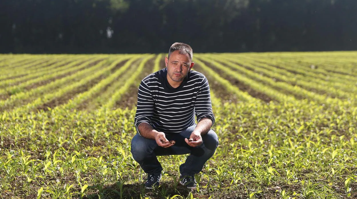 José Manuel Raposo en el campo de maíz de 15 hectáreas que se extiende al lado de su explotación ganadera en Mesía