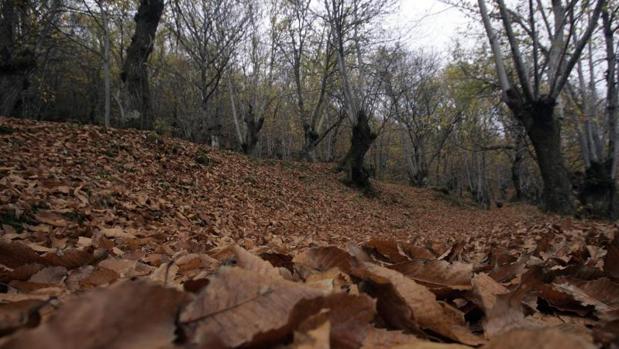 Prioridad en ayudas para las comunidades de montes ordenadas