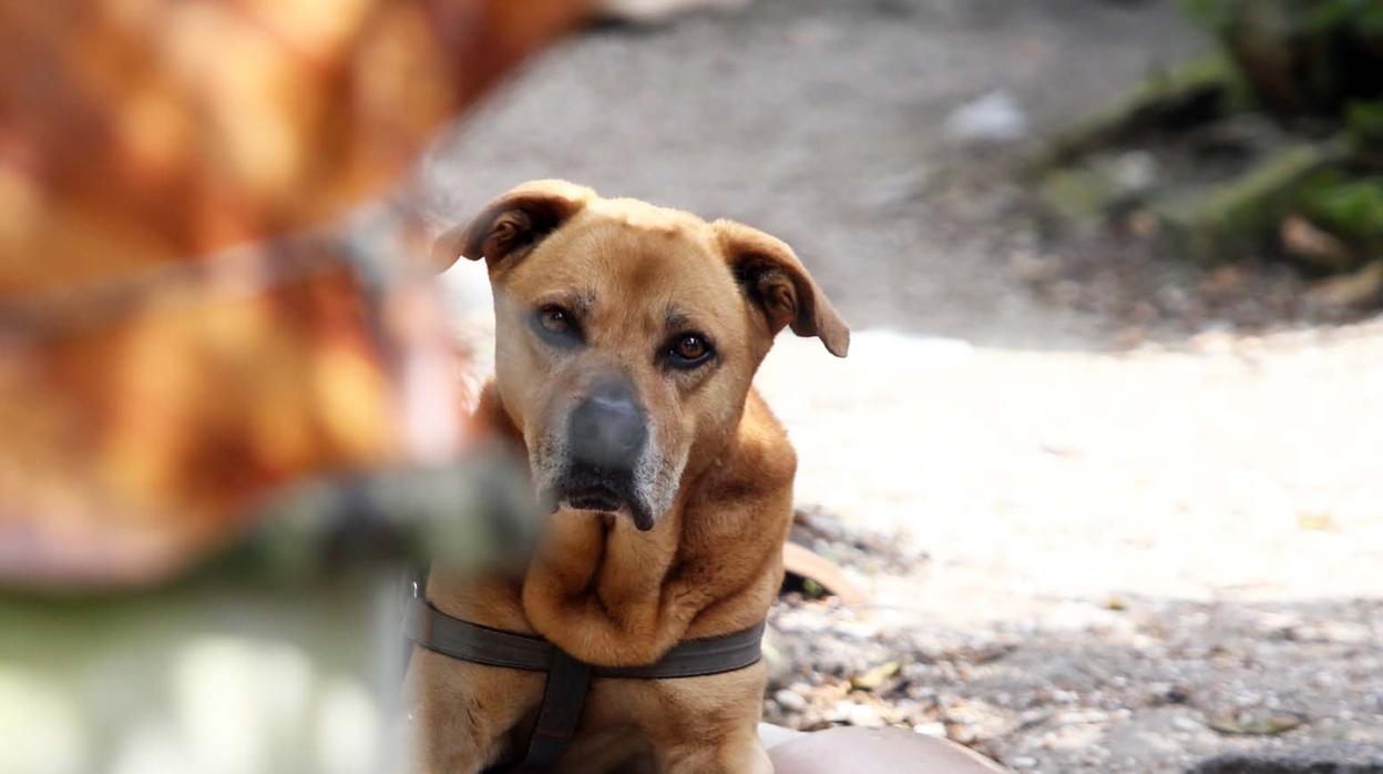 Un perro de raza peligrosa en una imagen de archivo