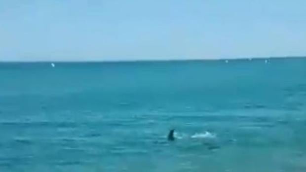 Un tiburón atemoriza a los bañistas de una playa de Mataró (Barcelona)