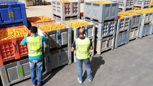 Detienen a 14 personas e investigan a 144 por robar 350.000 kilos de naranjas