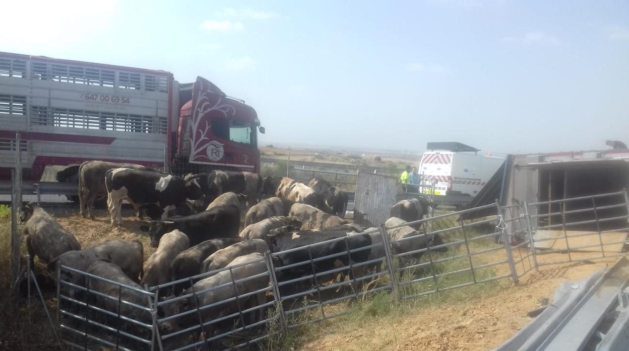 A la izquierda, el camión que ha trasladado las reses que viajaban en el vehículo siniestrado, que se puede ver a la derecha