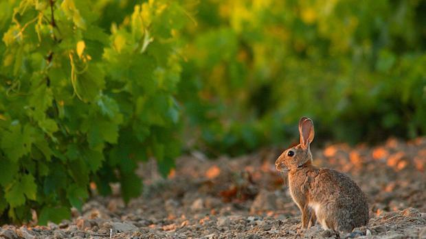 200.000 euros para protegerse de los ataques de los conejos a los cultivos