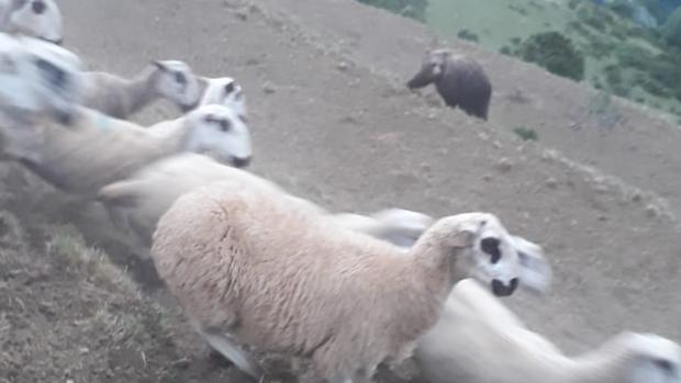 La espectacular foto de un pastor enfrentándose a un oso en el Pirineo