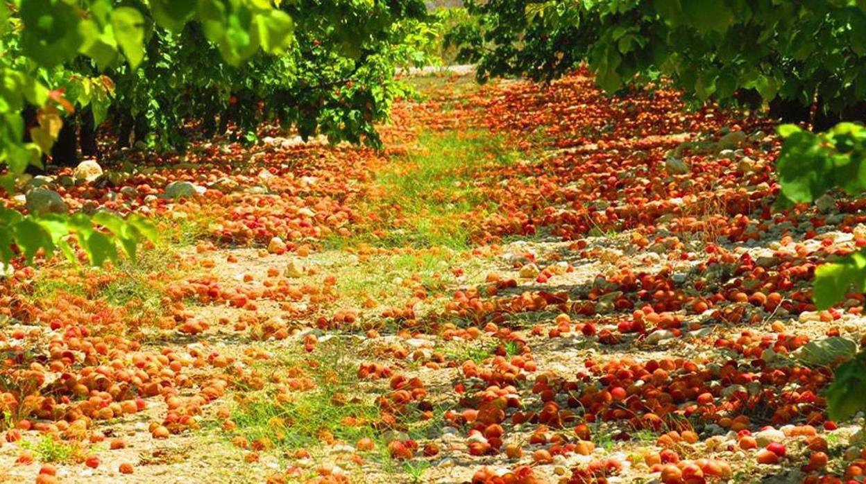 Albaricoques por los suelos, a los pies de los árboles, en una de las fincas del campo de Hellín (Albacete)