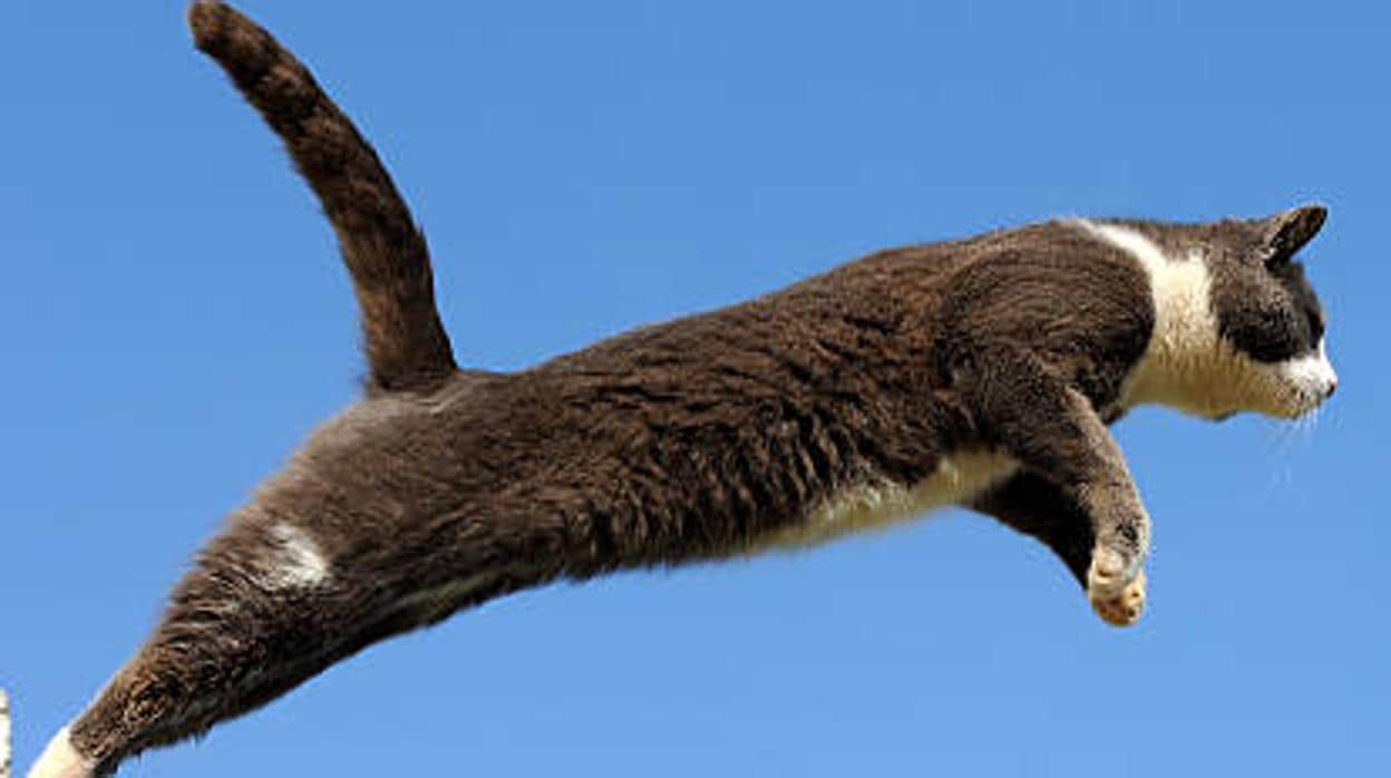 Un zaragozano de 53 años, detenido por empeñarse en hacer volar a su gato