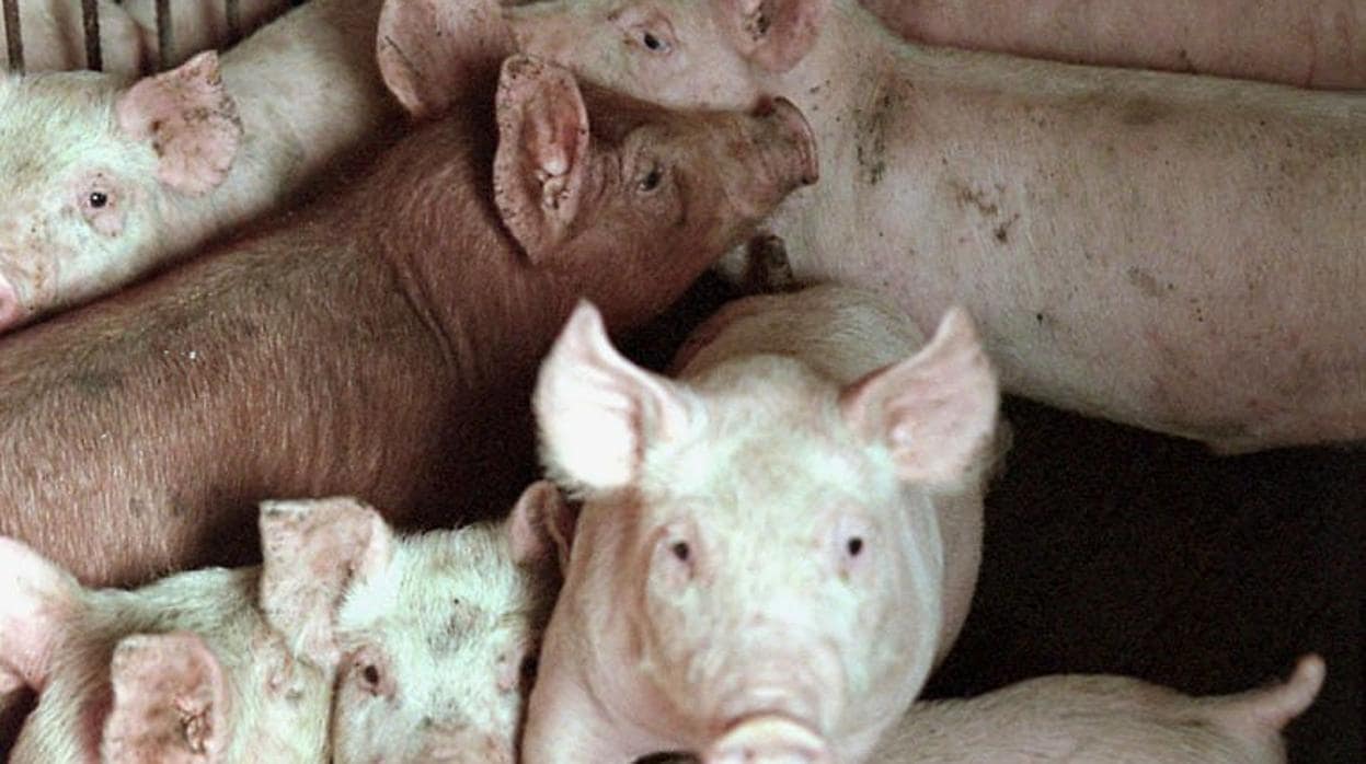Junto al Ebro hay numerosas granajs de cerdos y vacuno que suman decenas de miles de animales
