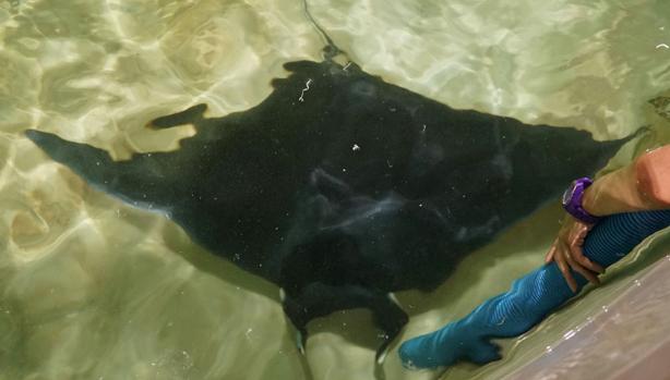 Una raya manta llega a la playa en Valencia entre una multitud de bañistas