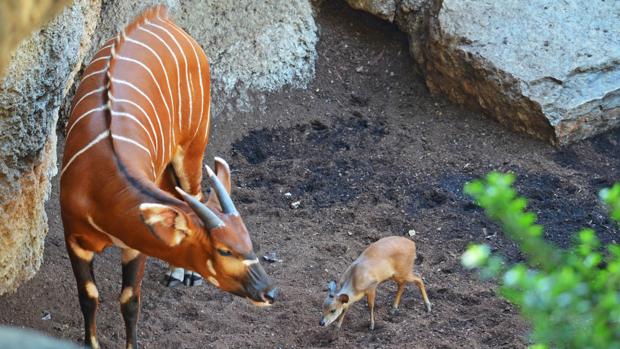 Nace la segunda cría de Duiker Rojo de Natal de España en Bioparc Valencia