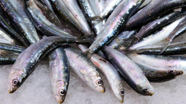 El veto a la sardina enciende las alarmas en la pesca gallega