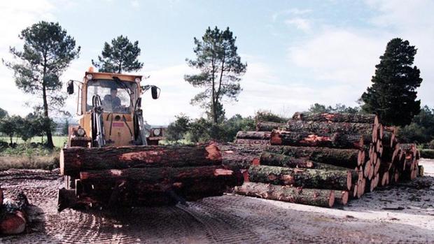 El plan forestal busca duplicar la producción de madera en 20 años