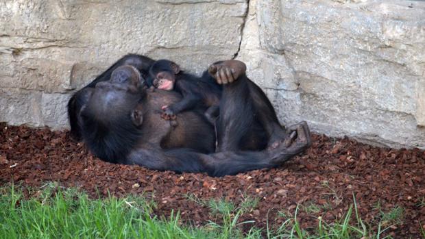 Vídeo: el nacimiento de un chimpancé sorprende a los turistas en Valencia