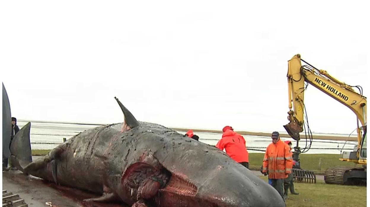 Uno de los cachalotes encontrados en Helgoland