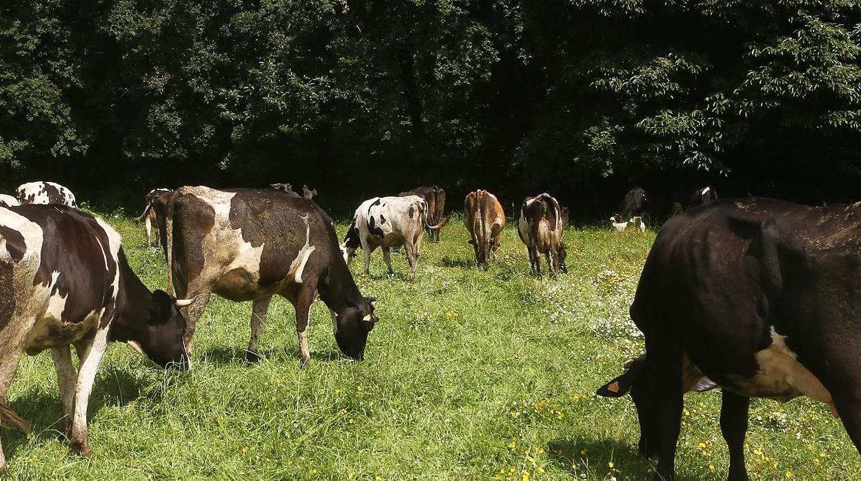 Varias vacas en una finca española