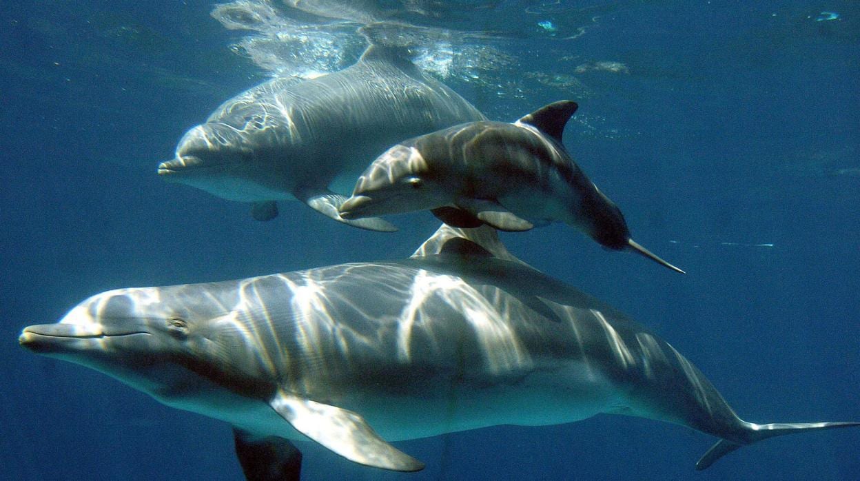 Algunos de los delfines que viven en el zoo de Barcelona