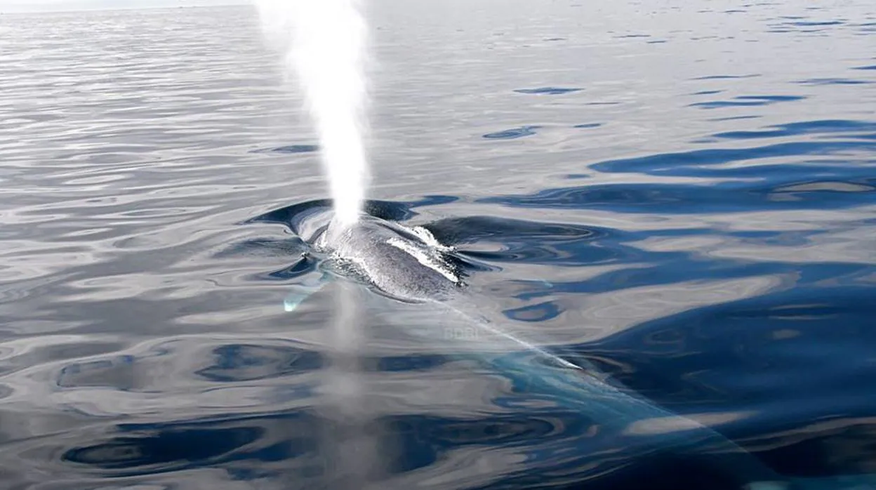 Una ballena azul frente a las costas gallegas