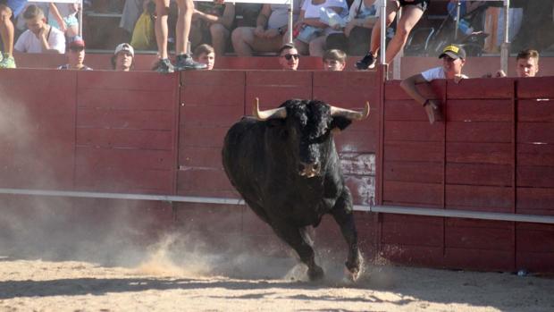 Un herido por asta de toro en los encierros de Cabanillas del Campo