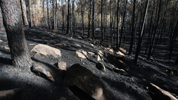 Cien recetas contra la lacra incendiaria