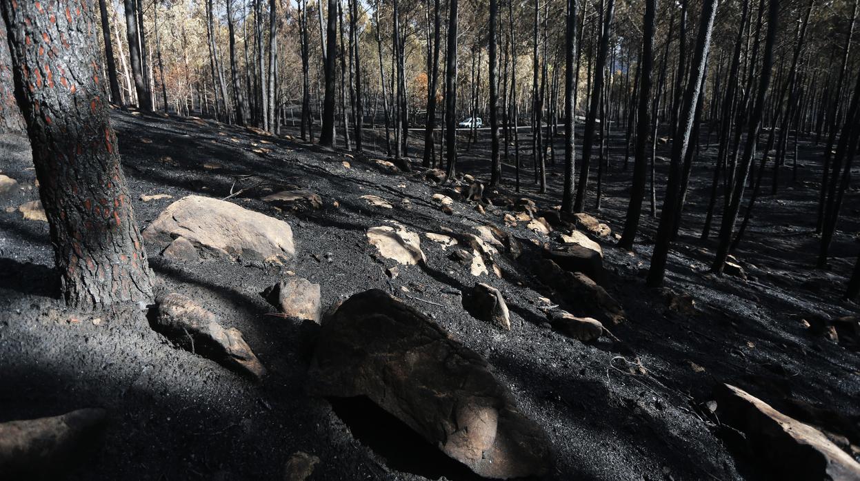 Terreno calcinado en As Neves (Pontevedra), el pasado mes de octubre