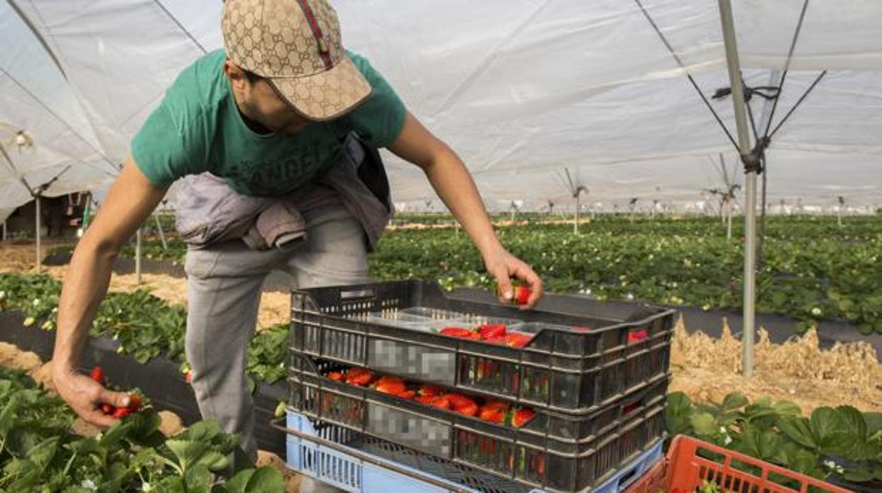 Imagen de temporero trabajando en un invernadero