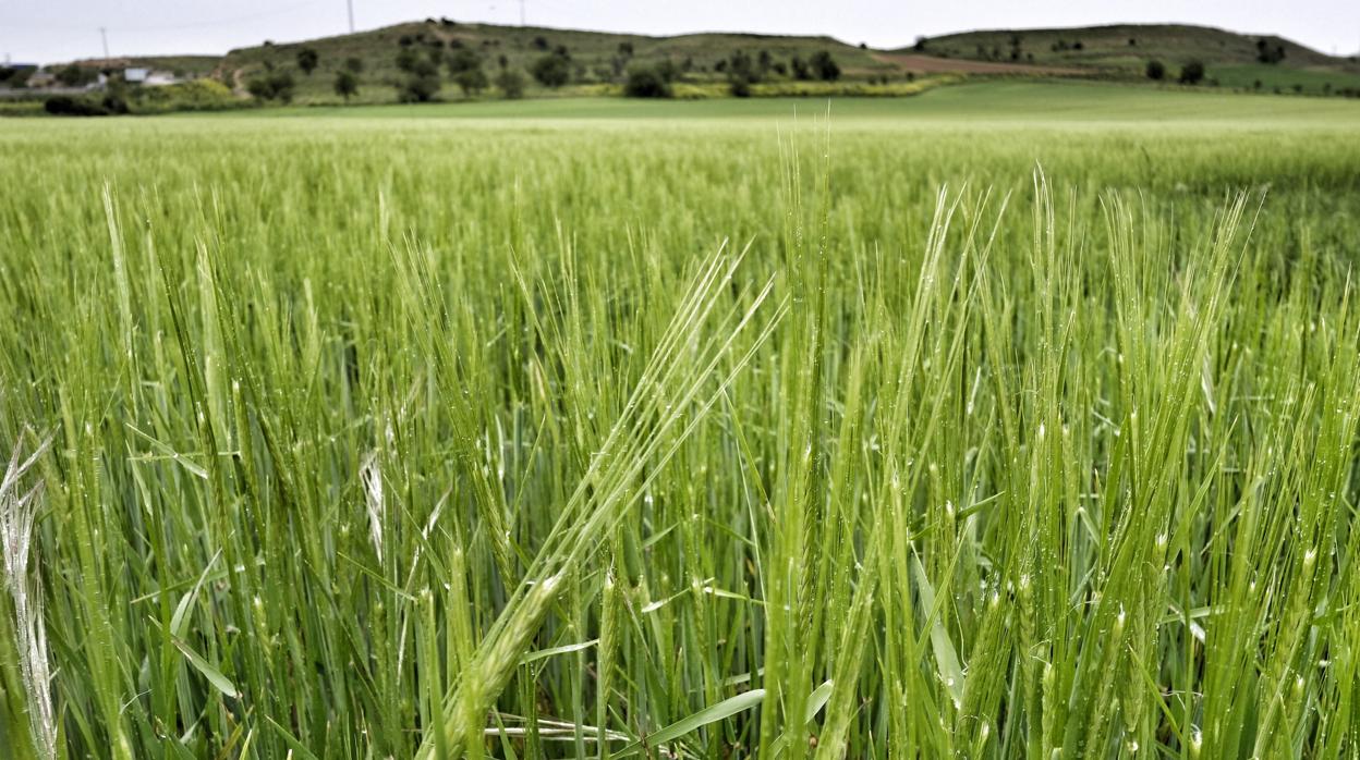 Cultivo de cereal tras la lluvia