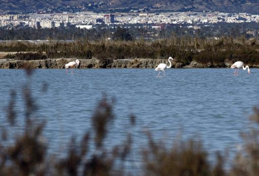 Imagen de los flamencos en las Salinas de Santa Pola