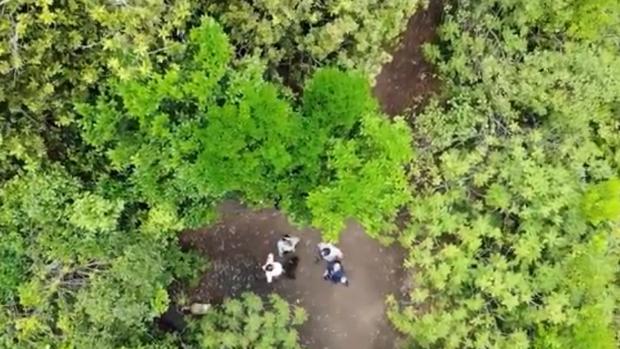 Algunos antiguos bosques que hubo en Canarias