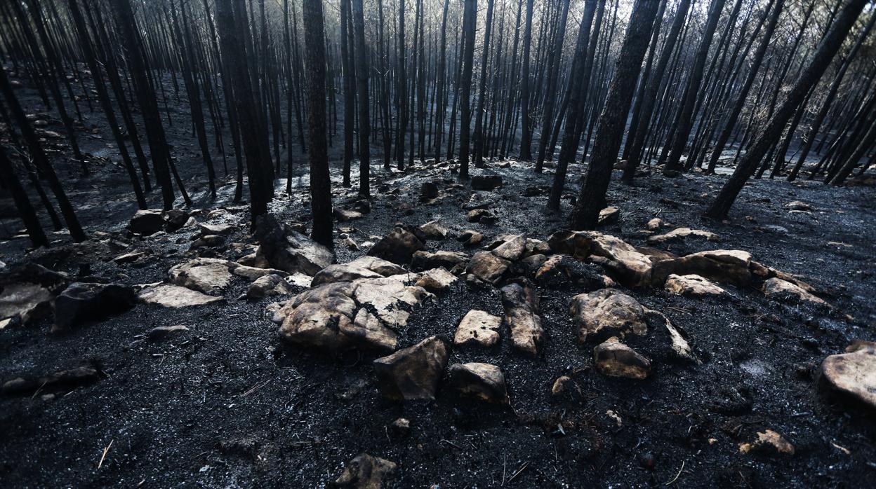 Terreno calcinado en As Neves (Pontevedra) en la ola de incendios del pasado octubre