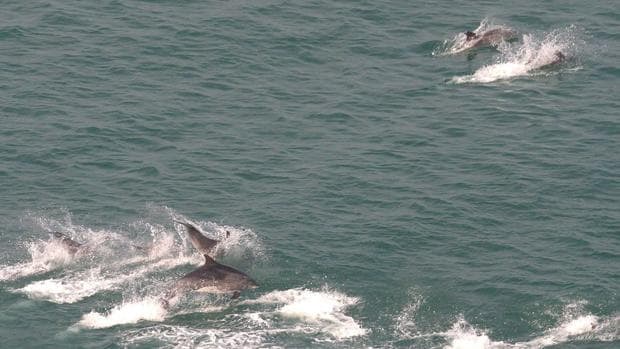 Interceptan material explosivo trucado para ahuyentar delfines