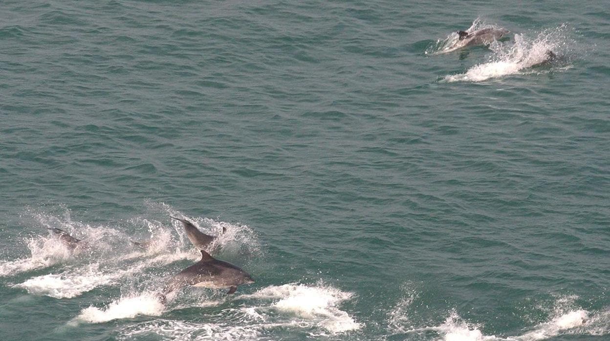 Delfines en las costas gallegas