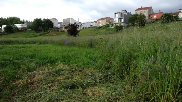 Los concellos tienen un mes para sumarse al plan para limpiar fincas