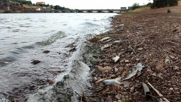 La falta de caudal ecológico provoca la mortandad de peces en el río Guadiana