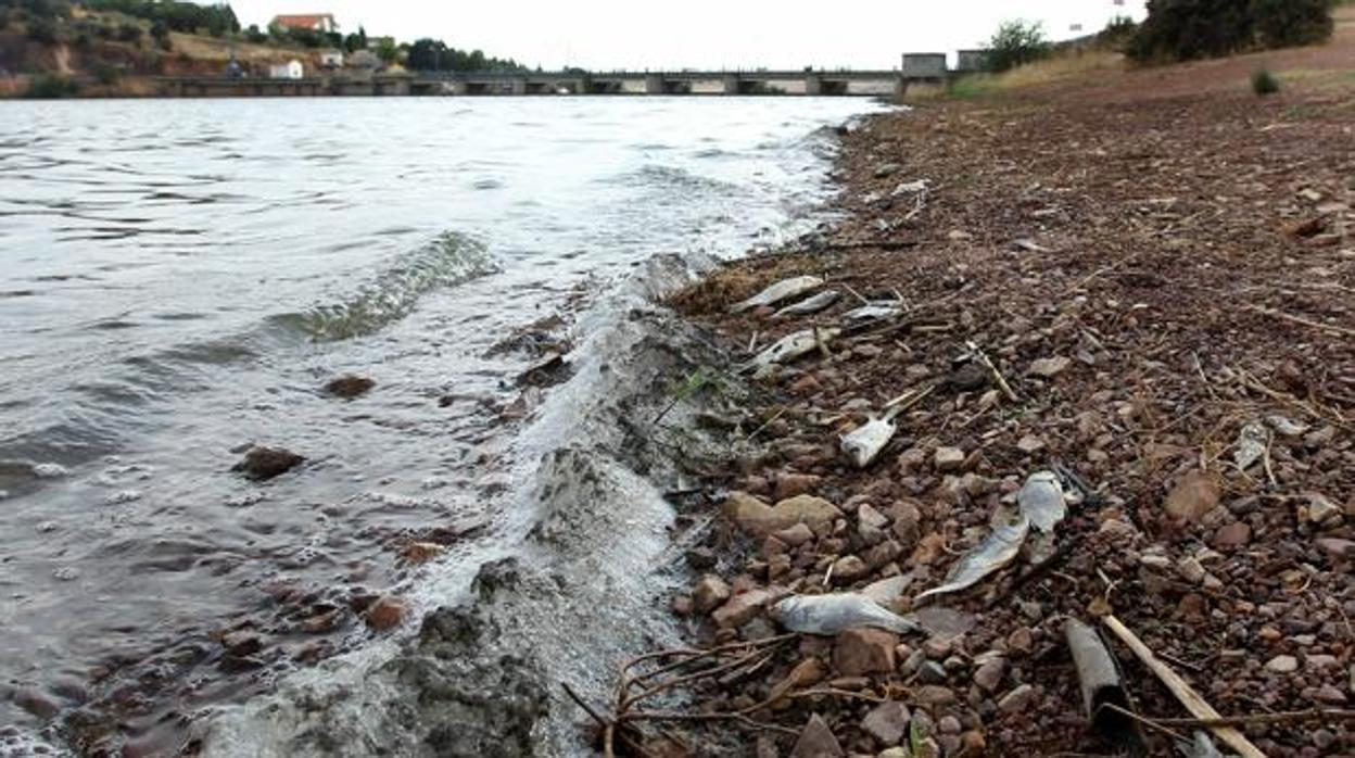 Imágenes de peces muertos