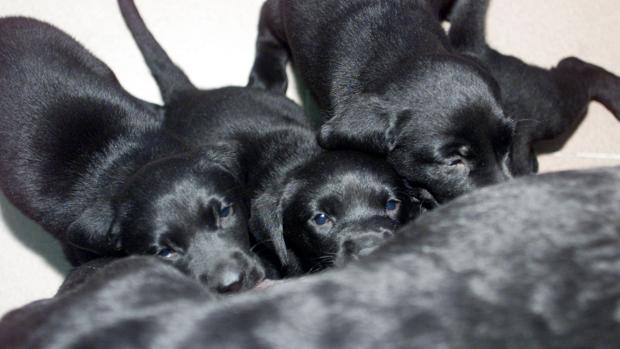 Arroja a tres cachorros a un contenedor en una bolsa de basura