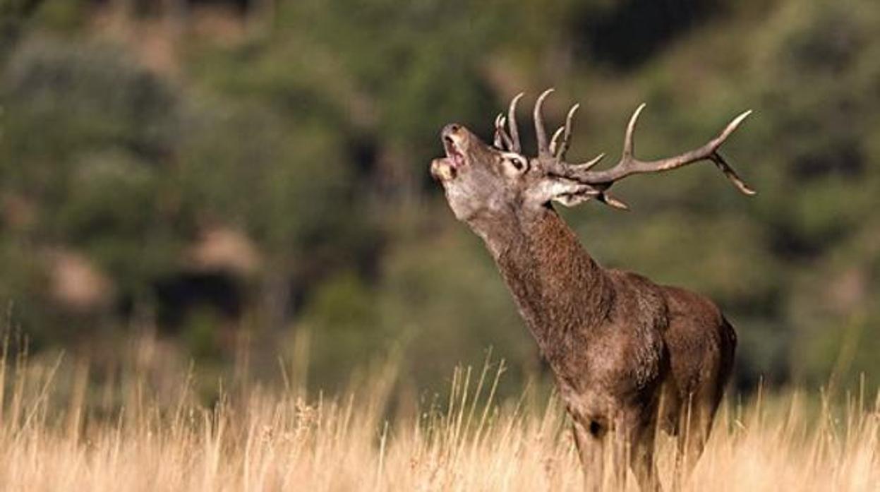 El venado en plena berrea en los Montes de Toledo