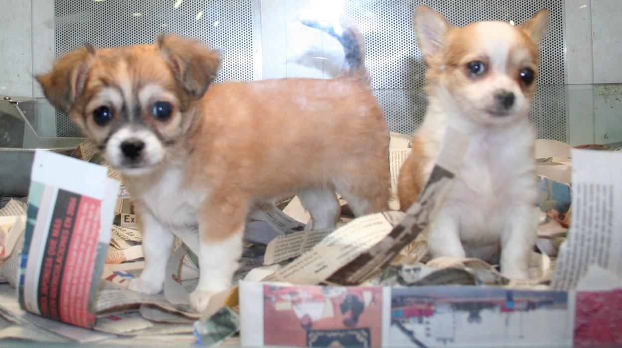 Cachorros de perro